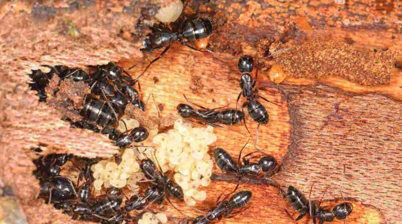 black ant pest control in Perth