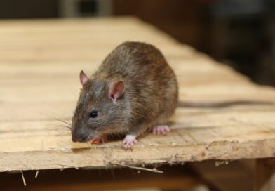 rat removal in Perth