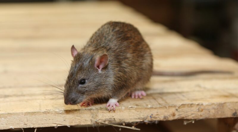 rat removal in Perth