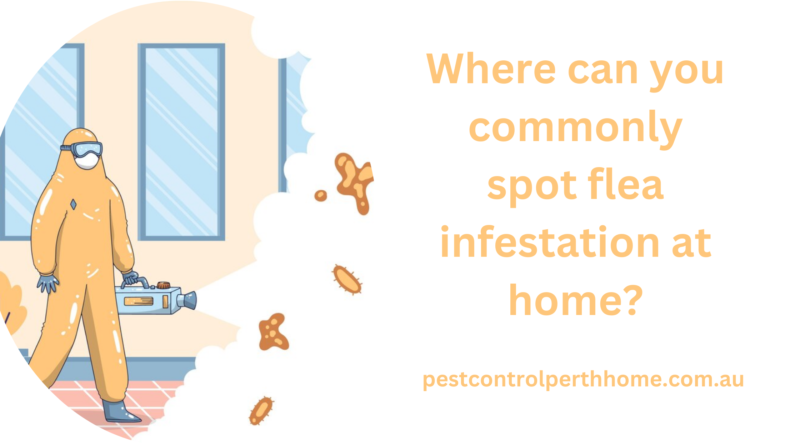 Where can you commonly spot flea infestation at home?