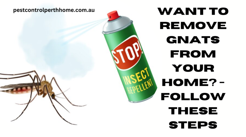 Want to remove gnats from your home? - Follow these steps