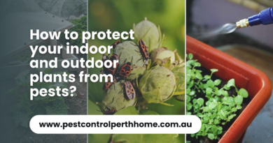 How to protect your indoor and outdoor plants from pests?