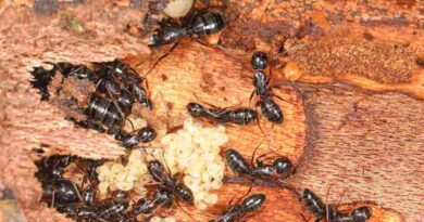 black ant pest control in Perth